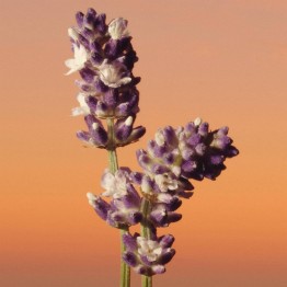 Calvin Klein Eternity Men Parfum 100ml