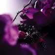Lancôme Trésor Midnight Rose Eau de Parfum 50ml